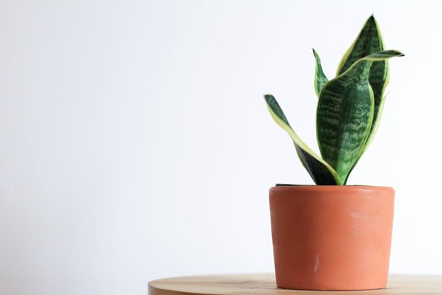 snake plant indoor plant