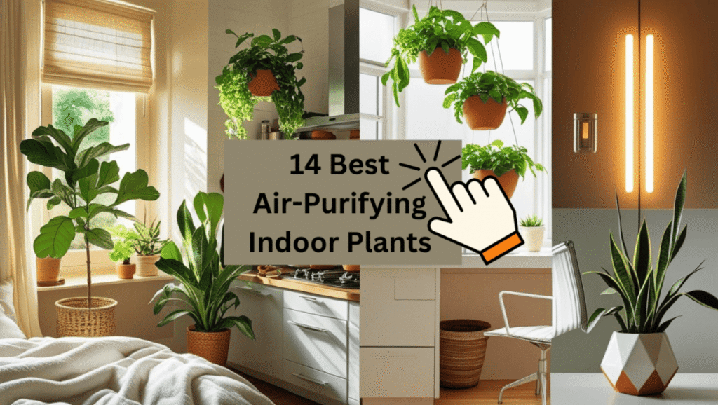 Best Air-Purifying Indoor Plants for home