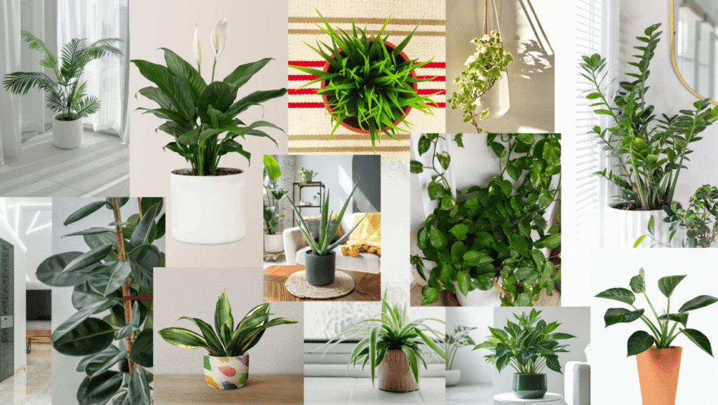 best indoor plants for air purification