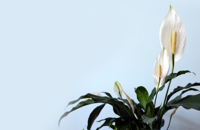 Indoor Plants for Rainy Season peace lily