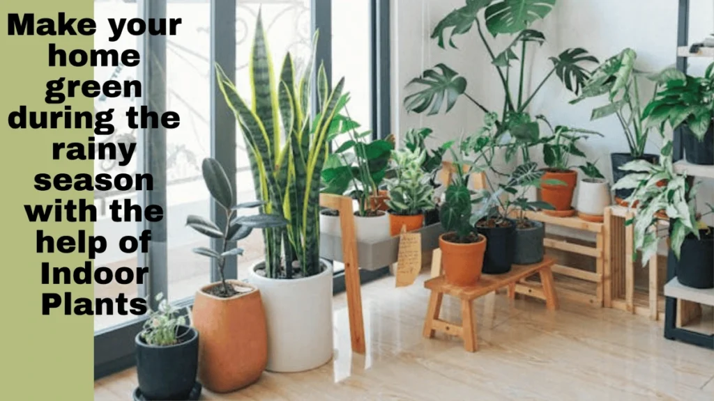 make home green with indoor plants