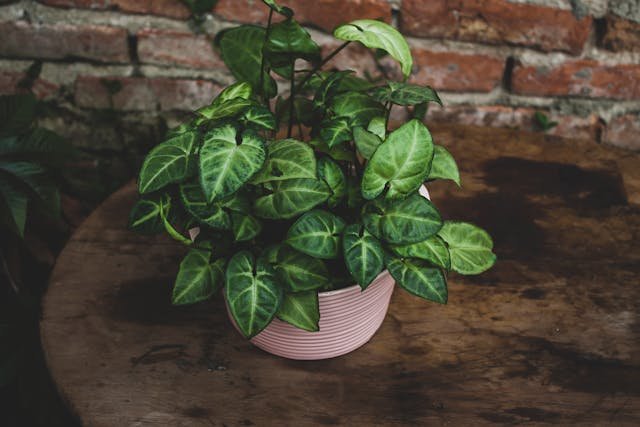 Indoor Plants for Rainy Season Syngonium Pixie