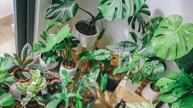 Philodendron plants