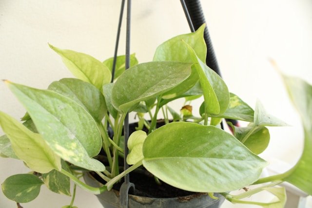 money plant